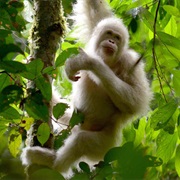 Orangutan