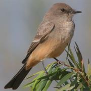 Say's Phoebe