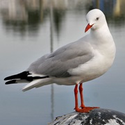 Seagull