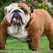 Bulldog