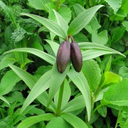 Kamchatka Fritillary (Fritillaria Camschatcensis)