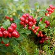 Lingonberry (Vaccinium Vitis-Idaea)