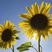 Grow Sunflowers