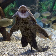 Plecostomus