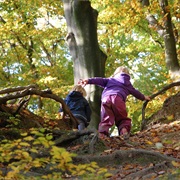 Who Lives in the Forest?