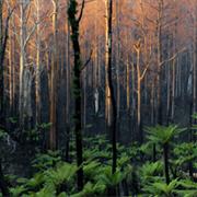 Kinglake National Park (VIC)