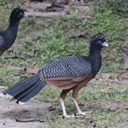 Blue-Billed Curassow