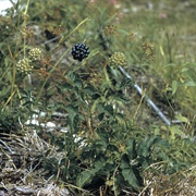 Bristly Sarsaparilla (Aralia Hispida)