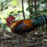 Red Junglefowl