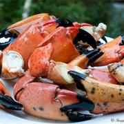 Stone Crab