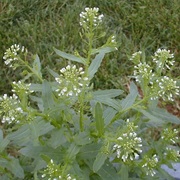Pennycress