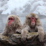 Snow Monkeys of Japan