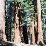 Giant Forest - Sequoia National Park, CA