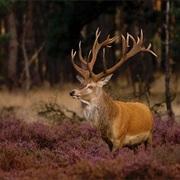 Hoge Veluwe National Park, Holland