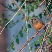 Black Redstart