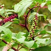 American Pokeweed (Phytolacca Americana)