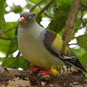 Comoros Green Pigeon