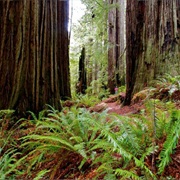 Prairie Creek Redwoods State Park, California