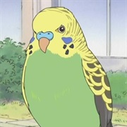 Budgie (Nichijou)