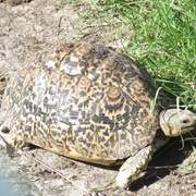 Leopard Tortoise