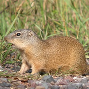 Franklin's Ground Squirrel