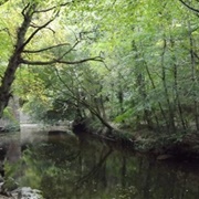 Plymbridge Woods