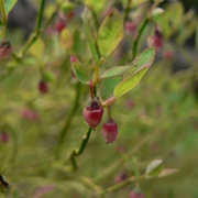Grouse Whortleberry (Vaccinium Scoparium)