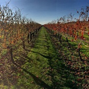 Newport Vineyards, Rhode Island