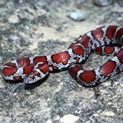 Eastern Milksnake