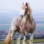 Irish Cob