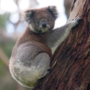 Koalas