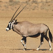 Gemsbok