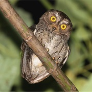Banggai Scops-Owl (Otus Mendeni)