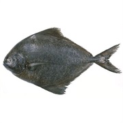 Black Pomfret