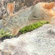 Red Rock Hare