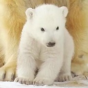 Polar Bear Cub