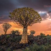 Quiver Tree Forest Namibia