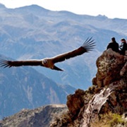 Condor Watching in Colca Canyon, Peru
