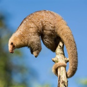 Silky Anteater
