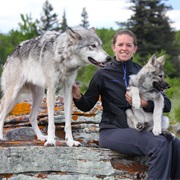 Yamnuska Wolfdog Sanctuary, Canada