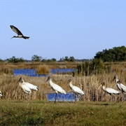 Tom Yawkey Wildlife Center, South Carolina