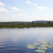 Carlton Pond Waterfowl Production Area, Maine