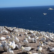 Bonaventure Island, QC, Canada