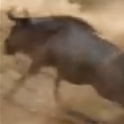 Wildebeast