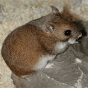 Gansu Hamster