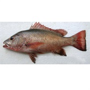 Mangrove Red Snapper / Mangrove Jack