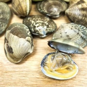 Manilla Clam