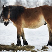North Swedish Horse
