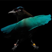 Superb Bird of Paradise