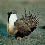 Sage Grouse